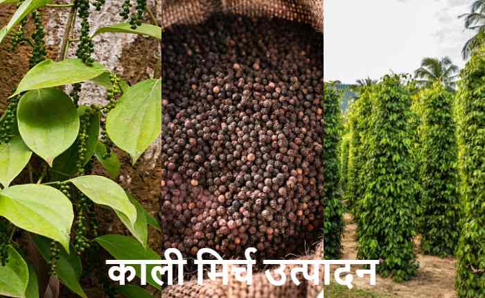 Black Pepper production world