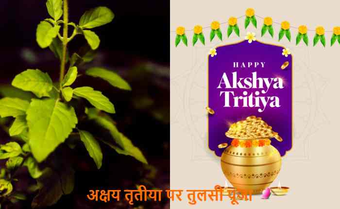 Tulsi puja Akshaya Tritiya