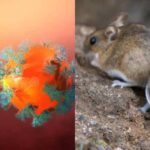 Hantavirus: एक खतरनाक वायरस है? बचाव और लक्षण