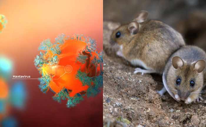 Hantavirus एक खतरनाक वायरस है जो चूहों से फैलता है