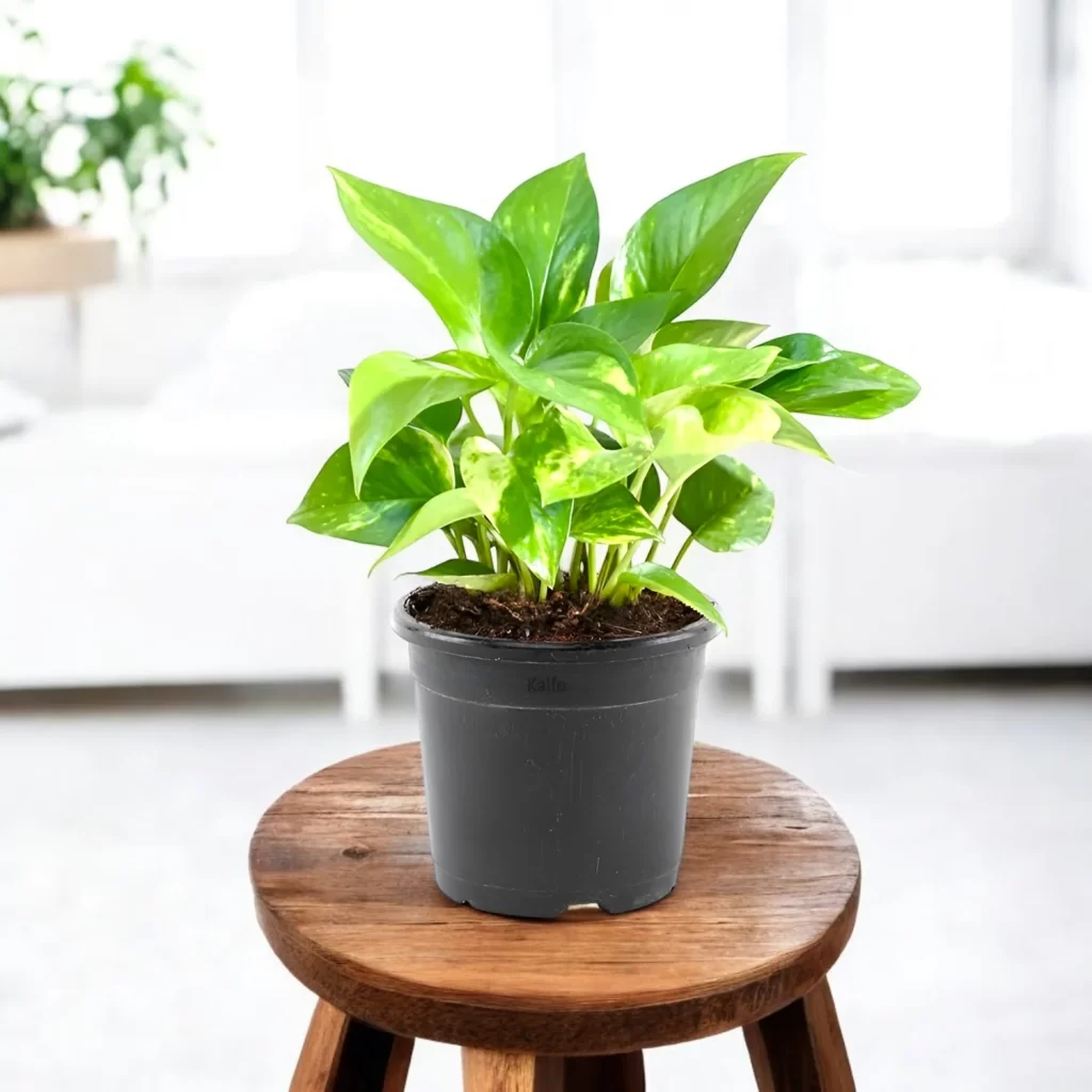Balcony Cooling Plants