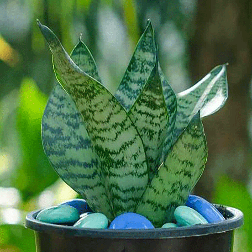 Balcony Cooling Plants