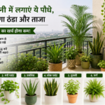 Balcony Cooling Plants: बालकनी में लगाएं ये पौधे, गर्मियों में घर रहेगा ठंडा और ताजा