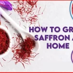 Saffron Cultivation Tips:कश्मीर ही नहीं आपके खेत में भी हो सकती है केसर की खेती, जान लीजिए तरीका