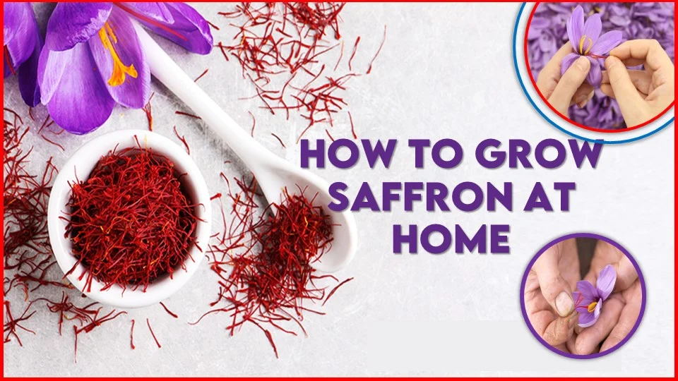 Saffron Cultivation Tips: