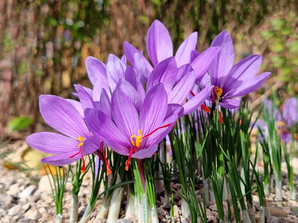 Saffron Cultivation Tips